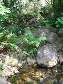 A picture containing tree, outdoor, rock, plant

Description automatically generated