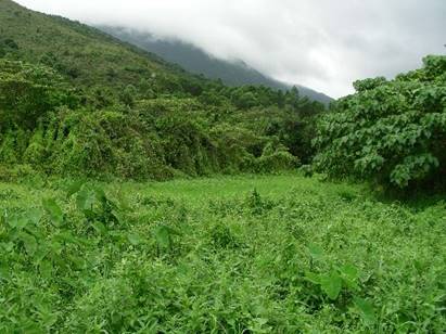 A grassy hill with trees on it

Description automatically generated with low confidence