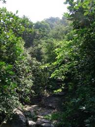 A path through a forest

AI-generated content may be incorrect.