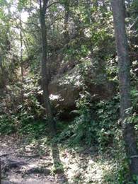 A close-up of a forest

AI-generated content may be incorrect.