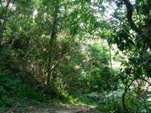 A path in a forest

AI-generated content may be incorrect.