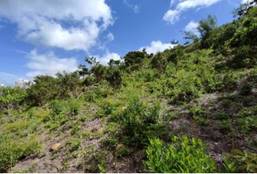 A picture containing outdoor, tree, sky, nature

Description automatically generated