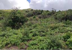 A picture containing outdoor, tree, sky, green

Description automatically generated