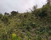 A picture containing tree, outdoor, plant, forest

Description automatically generated