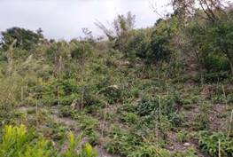 A picture containing outdoor, tree, grass, plant

Description automatically generated