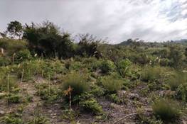 A picture containing outdoor, grass, sky, field

Description automatically generated