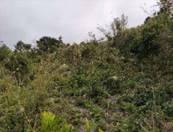 A picture containing tree, outdoor, plant, forest

Description automatically generated