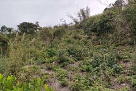 A picture containing outdoor, tree, sky, plant

Description automatically generated