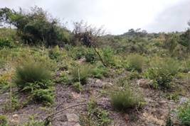 A close-up of some bushes

Description automatically generated with low confidence