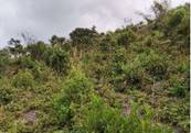 A picture containing outdoor, tree, grass, plant

Description automatically generated