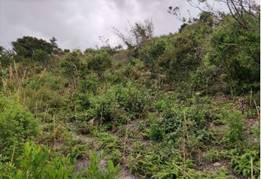 A picture containing outdoor, tree, nature, plant

Description automatically generated