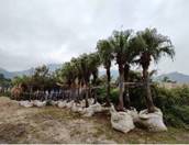 A row of palm trees

Description automatically generated