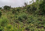 A picture containing outdoor, vegetation, plant community, jungle

Description automatically generated