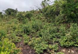 A picture containing outdoor, vegetation, plant community, sky

Description automatically generated