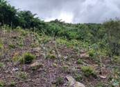 A green and brown landscape

Description automatically generated