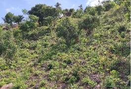A green hill with trees

Description automatically generated