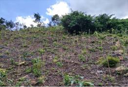 A field with plants on it

Description automatically generated