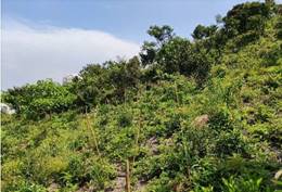 A green hill with trees and blue sky

Description automatically generated