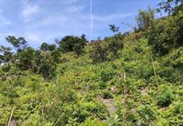 A green hill with trees and blue sky

Description automatically generated