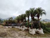 A row of palm trees

Description automatically generated