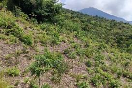 A green hill with trees and mountains in the background

Description automatically generated