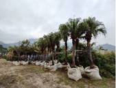 A row of palm trees

Description automatically generated