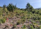 A green bushes and trees on a hill

Description automatically generated