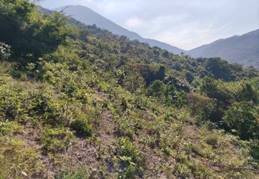 A green hill with trees and mountains in the background

Description automatically generated