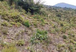 A grassy hill with trees and mountains in the background

Description automatically generated