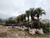 A row of palm trees

Description automatically generated