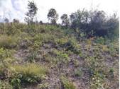 A hill with trees and bushes

Description automatically generated