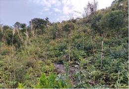 A green bushes and trees

Description automatically generated with medium confidence