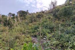 A green field with plants and trees

Description automatically generated with medium confidence