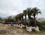 A row of palm trees

Description automatically generated