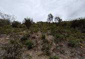 A grassy hill with trees

AI-generated content may be incorrect.