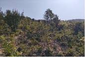A hill with trees and bushes

AI-generated content may be incorrect.