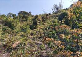 A green and brown vegetation on a hill

AI-generated content may be incorrect.