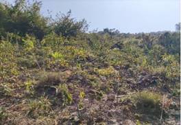 A green and brown landscape

AI-generated content may be incorrect.