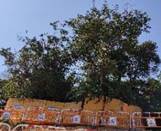 A tree with many signs on it

AI-generated content may be incorrect.