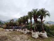 A row of palm trees

AI-generated content may be incorrect.