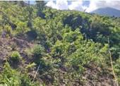 A green bushes on a hill

AI-generated content may be incorrect.