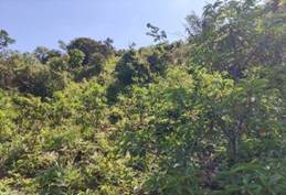 A green trees on a hill

AI-generated content may be incorrect.