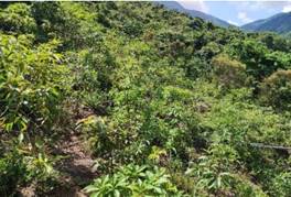 A green field with trees and mountains in the background

AI-generated content may be incorrect.