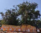 A tree with many orange fences

AI-generated content may be incorrect.
