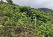 A green hill with trees

AI-generated content may be incorrect.