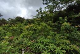 A green bushes and trees

AI-generated content may be incorrect.