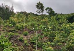 A green hill with trees

AI-generated content may be incorrect.