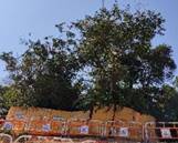 A tree with orange fencing

AI-generated content may be incorrect.