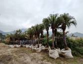 A row of palm trees

AI-generated content may be incorrect.