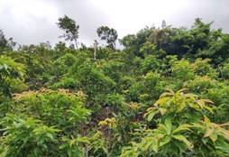 A green bushes and trees

AI-generated content may be incorrect.